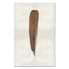 Argus Pheasant #1 Feather Art Print