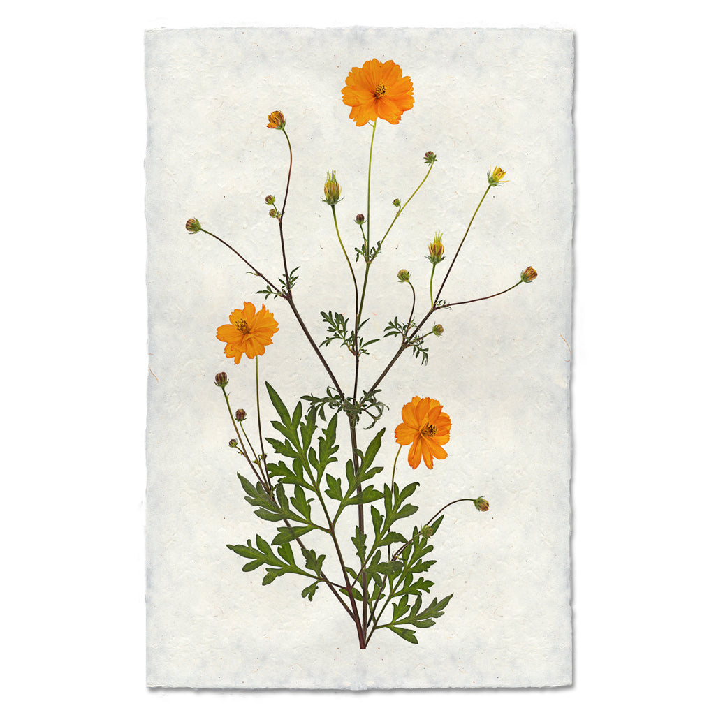 Cosmos Art Print