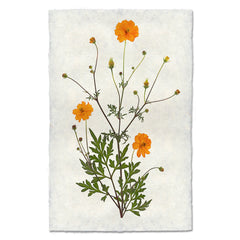 Cosmos Art Print