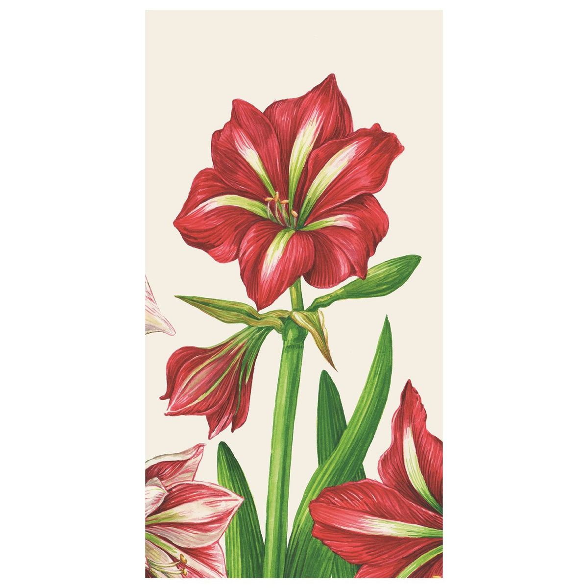 Amaryllis Blooms Guest Napkin