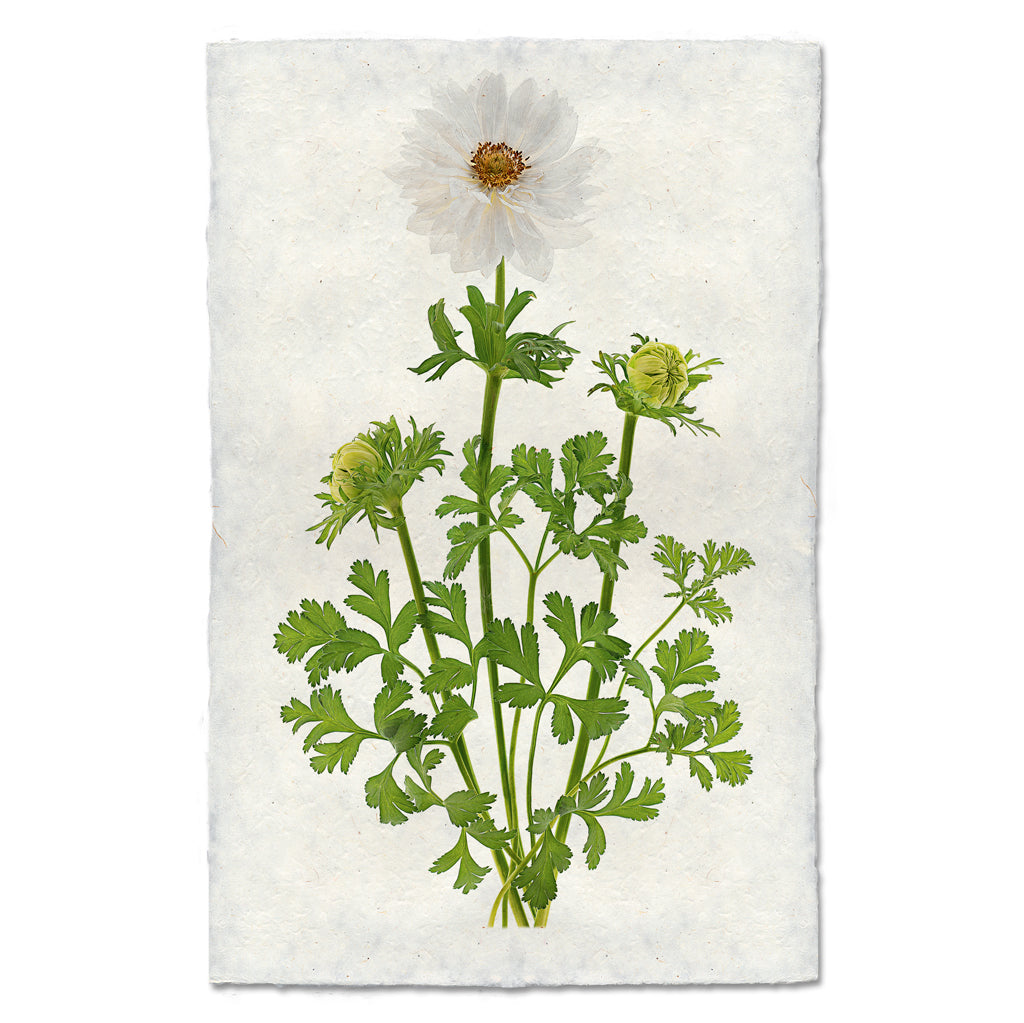 Double White Anemone Art Print
