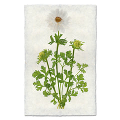 Double White Anemone Art Print