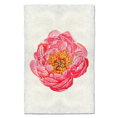Coral Peony Art Print