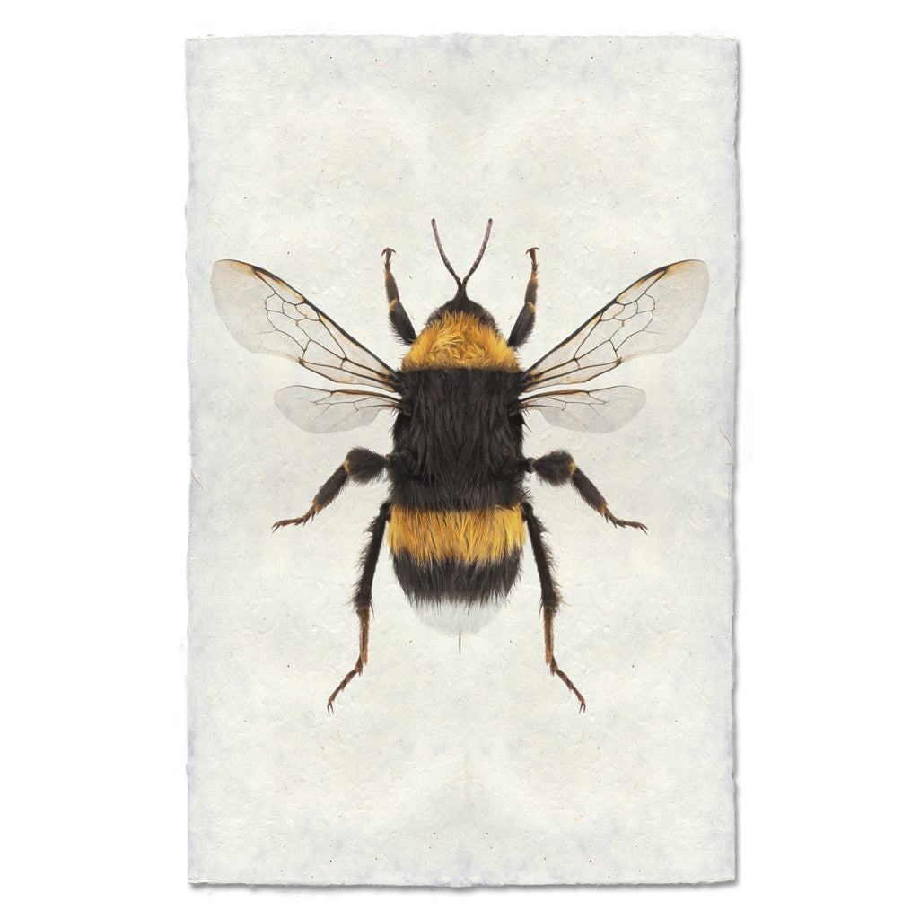 Bumblebee Art Print